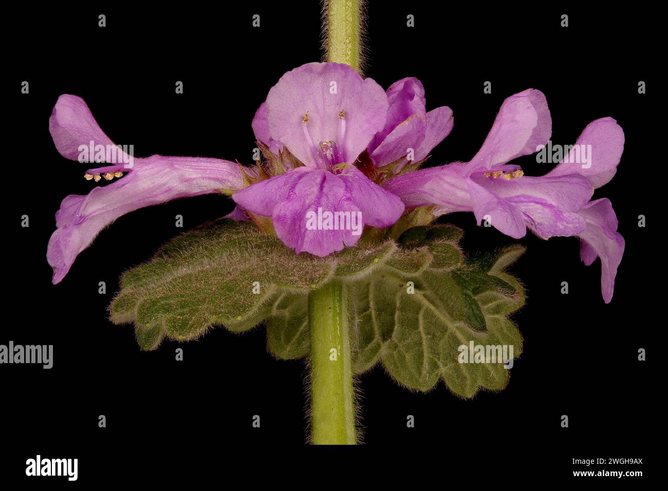 Big Betony (Betonica macrantha). Verticillaster Closeup Stock Photo
