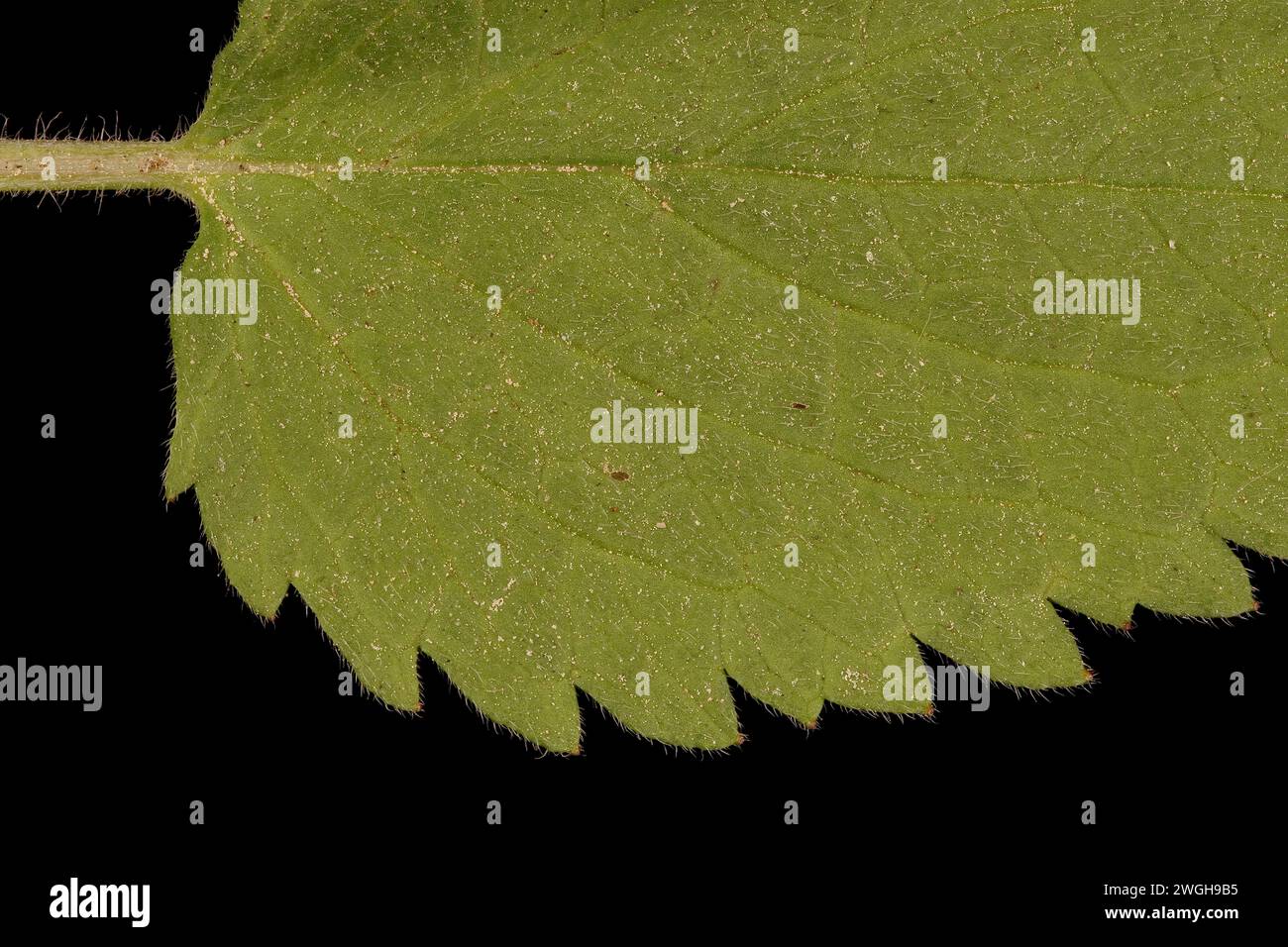 White Dead-Nettle (Lamium album). Leaf Detail Closeup Stock Photo