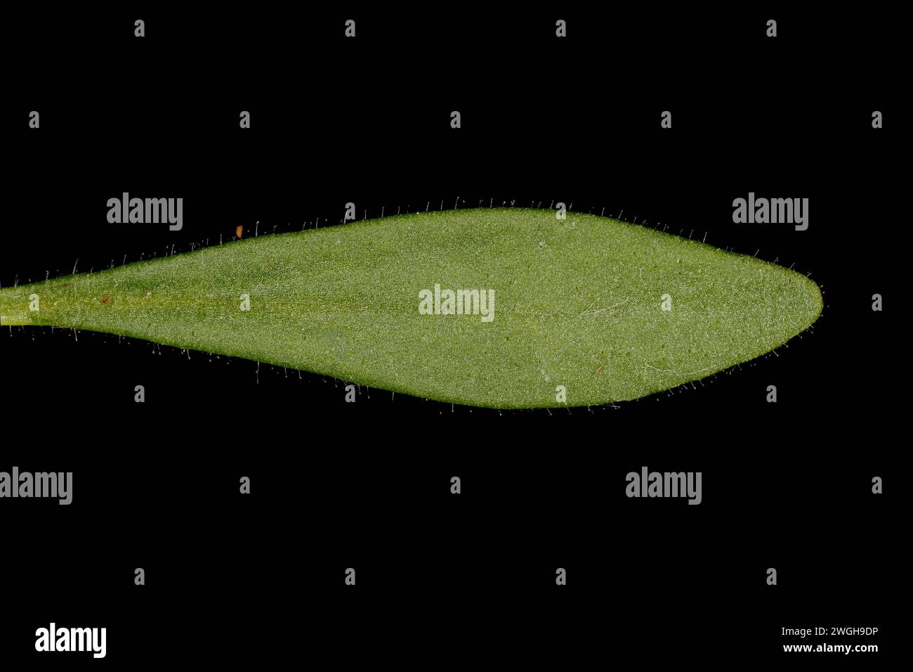 Small Toadflax (Chaenorhinum minus). Leaf Closeup Stock Photo