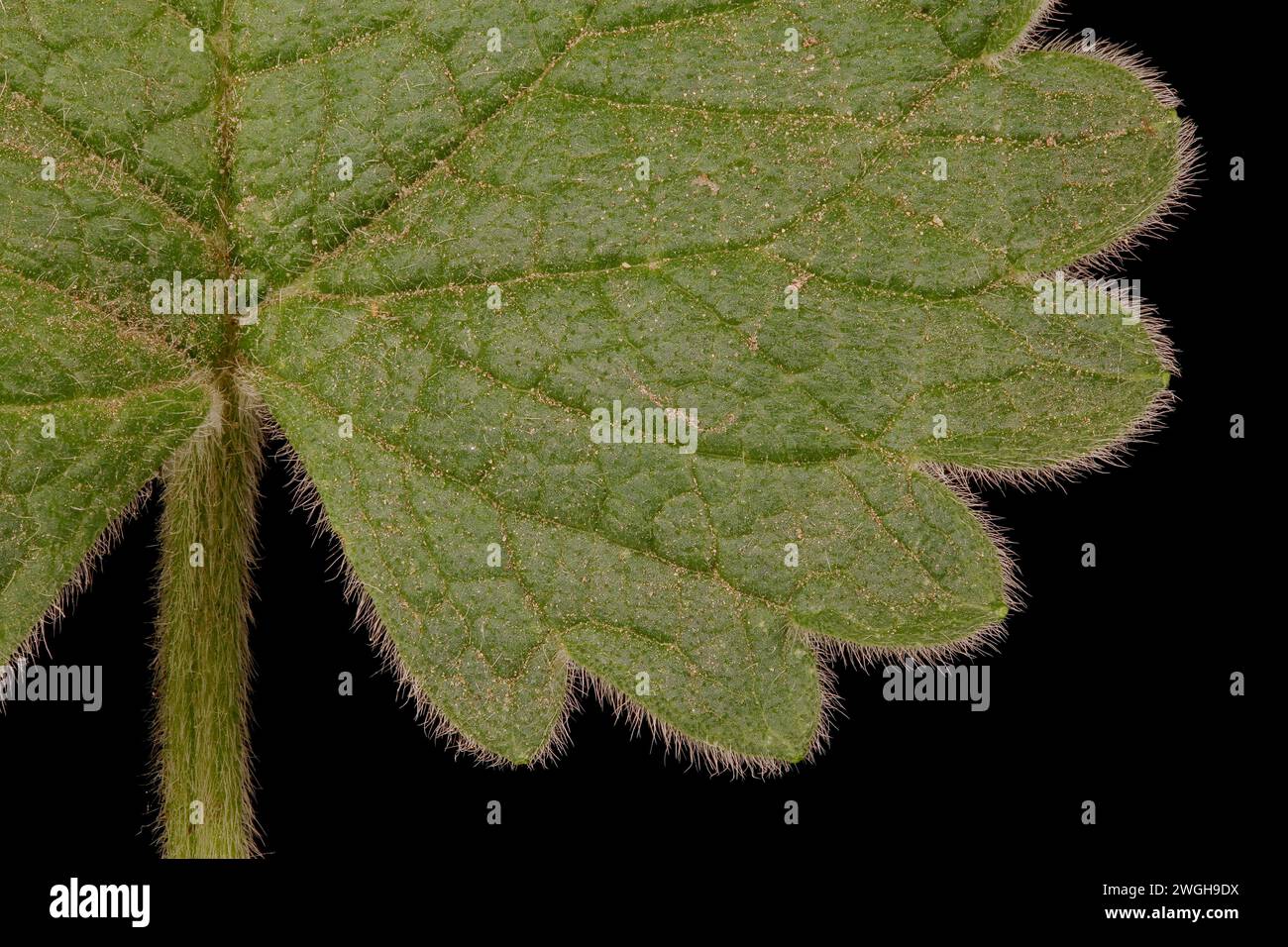 Big Betony (Betonica macrantha). Leaf Detail Closeup Stock Photo