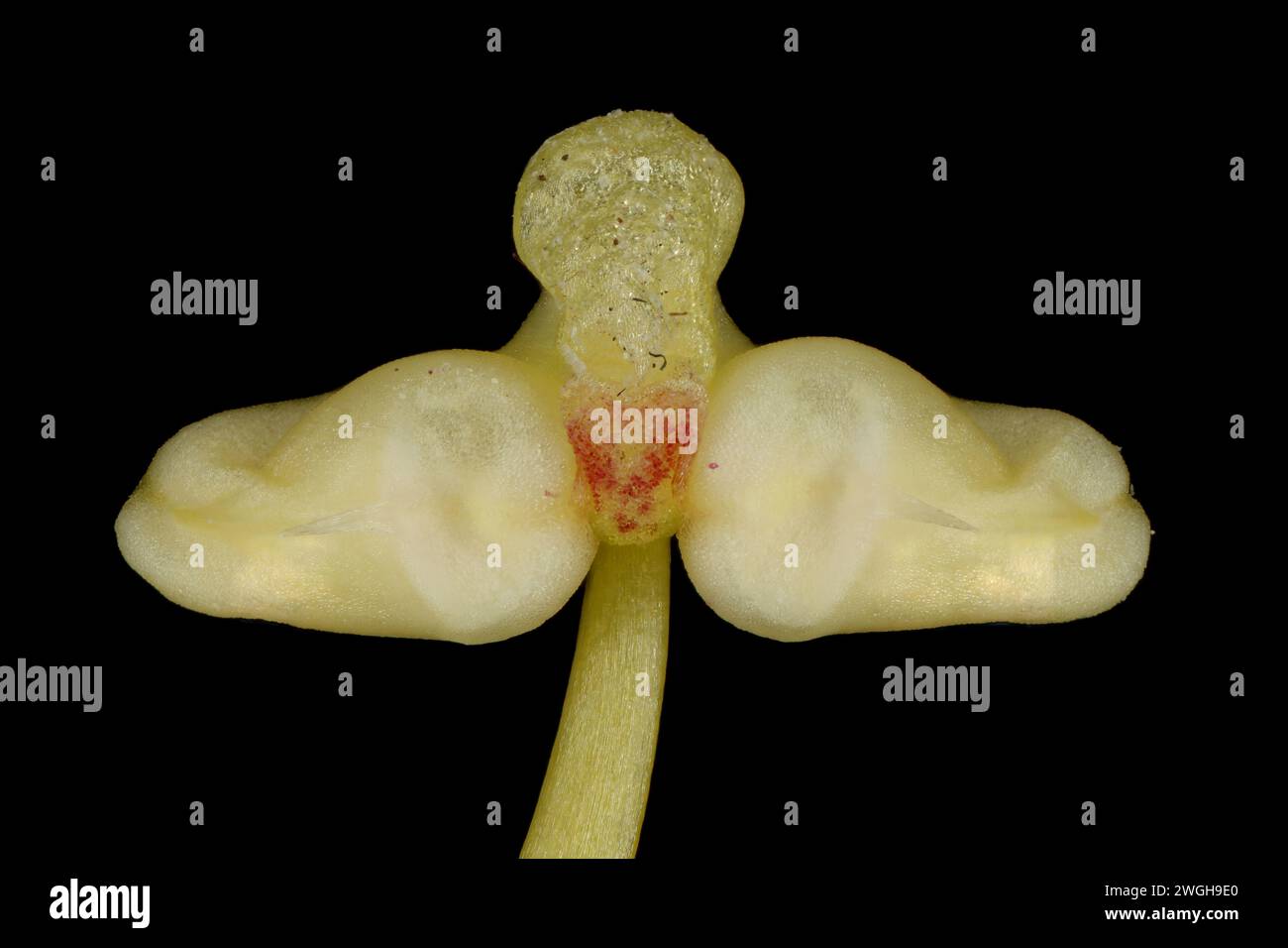 Hardy Gloxinia (Incarvillea delavayi). Anthers Closeup Stock Photo