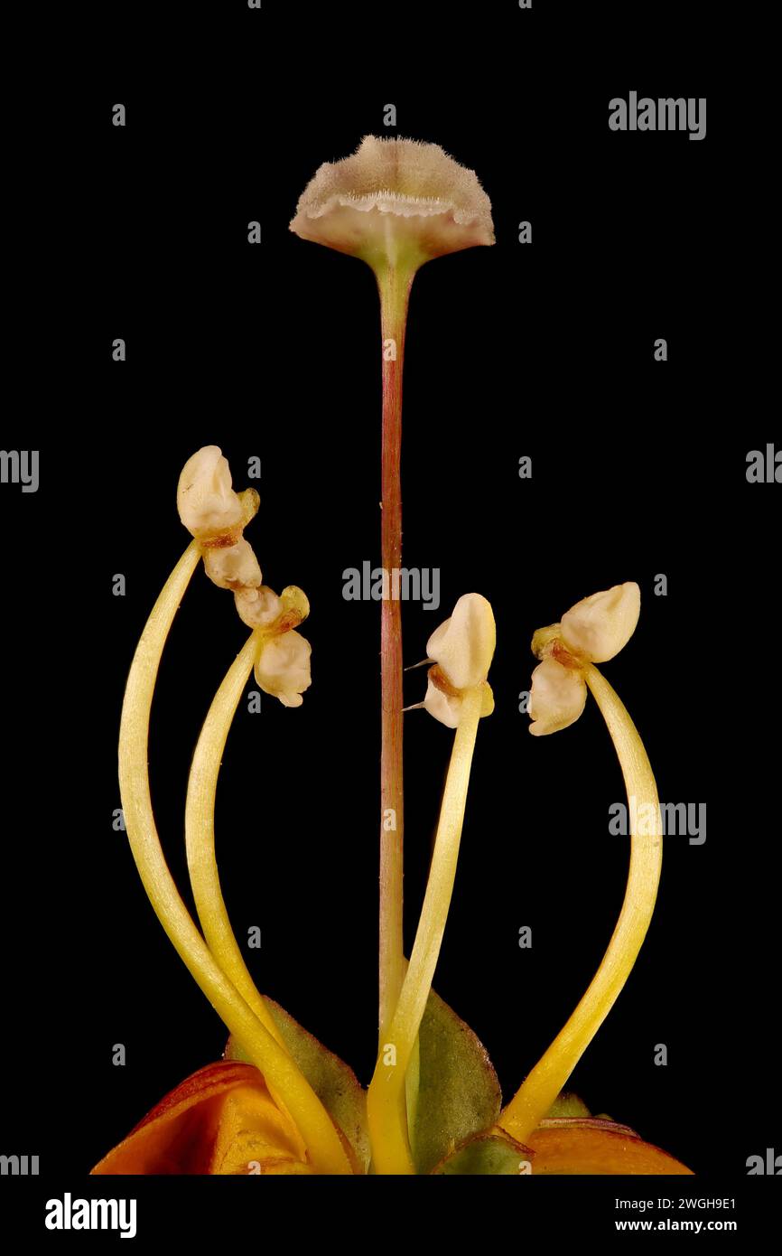 Hardy Gloxinia (Incarvillea delavayi). Pistil and Stamens Closeup Stock Photo