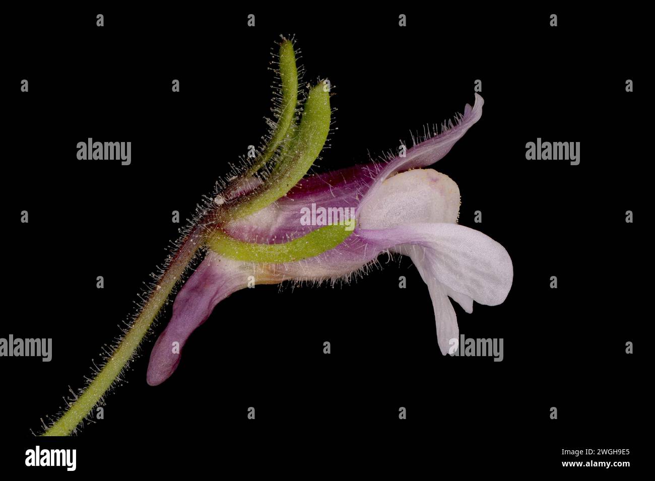 Small Toadflax (Chaenorhinum minus). Flower Closeup Stock Photo