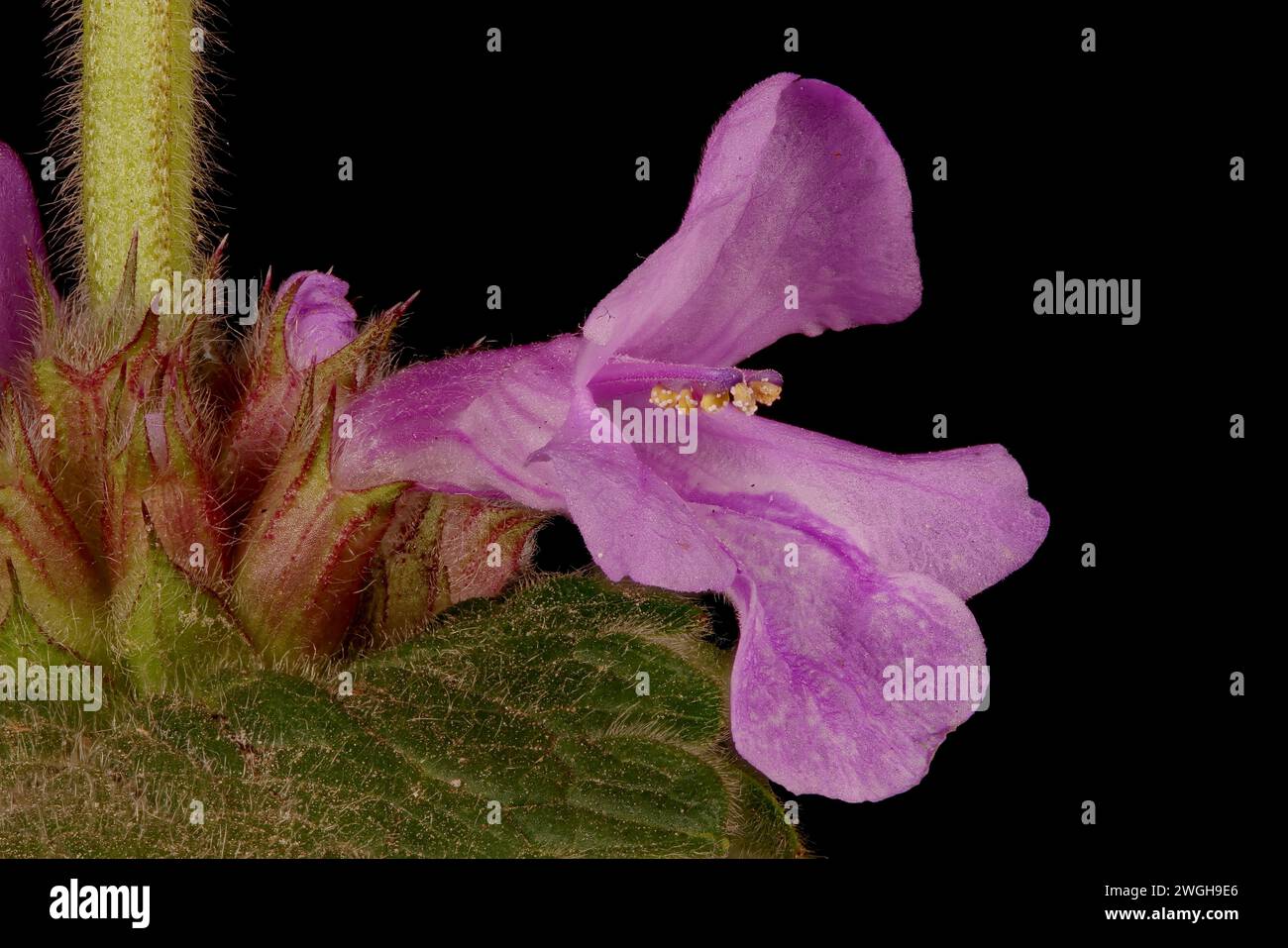 Big Betony (Betonica macrantha). Flower Closeup Stock Photo