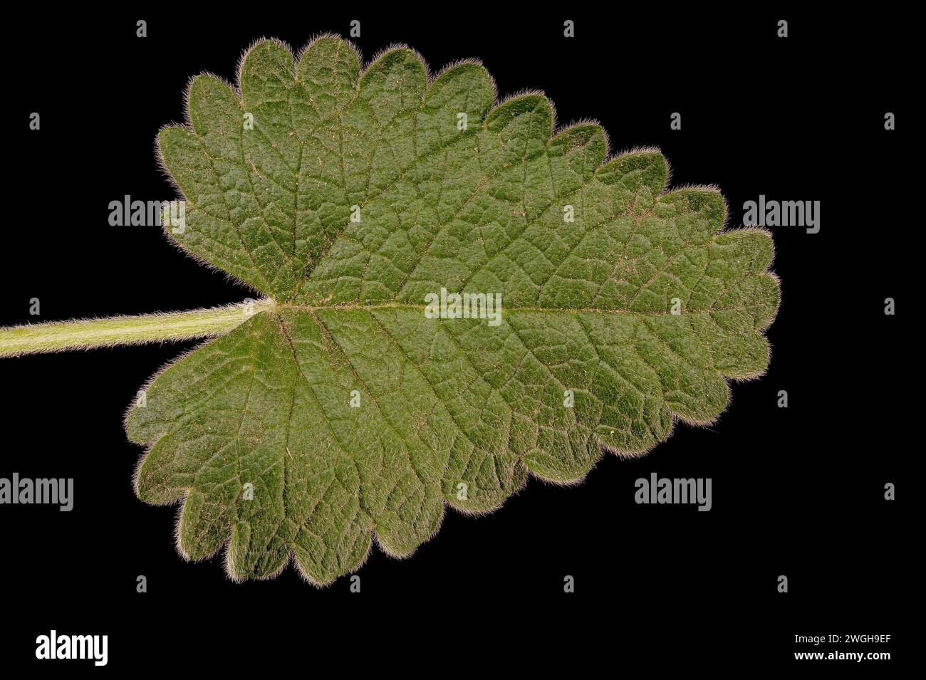 Big Betony (Betonica macrantha). Leaf Closeup Stock Photo