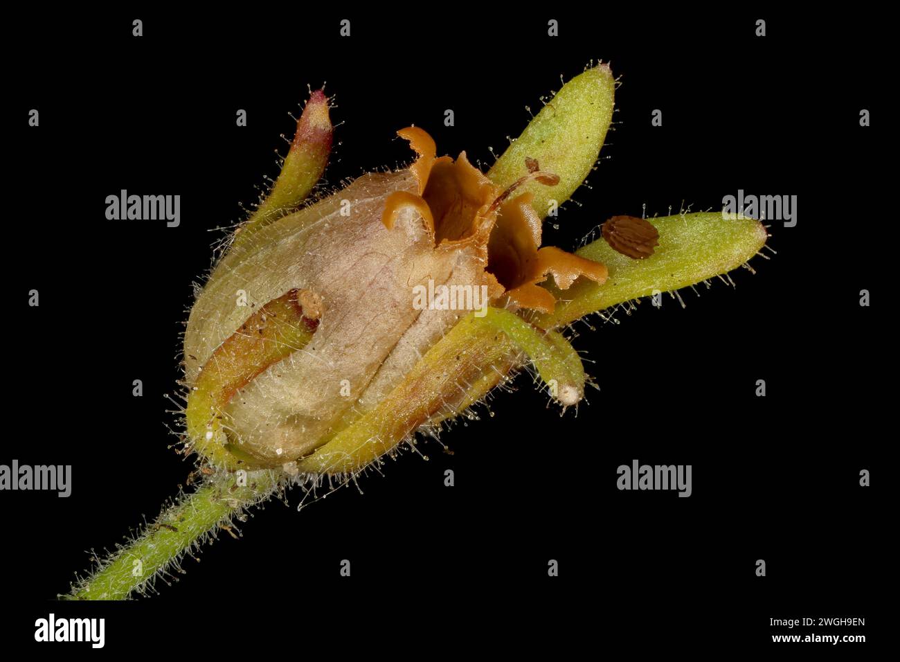 Small Toadflax (Chaenorhinum minus). Mature Fruit Closeup Stock Photo