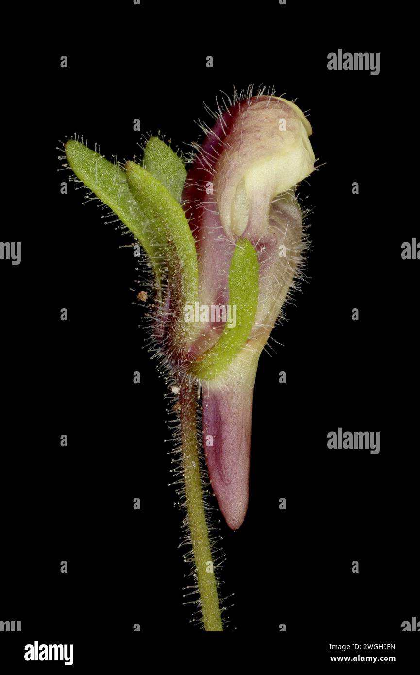 Small Toadflax (Chaenorhinum minus). Flower Bud Closeup Stock Photo