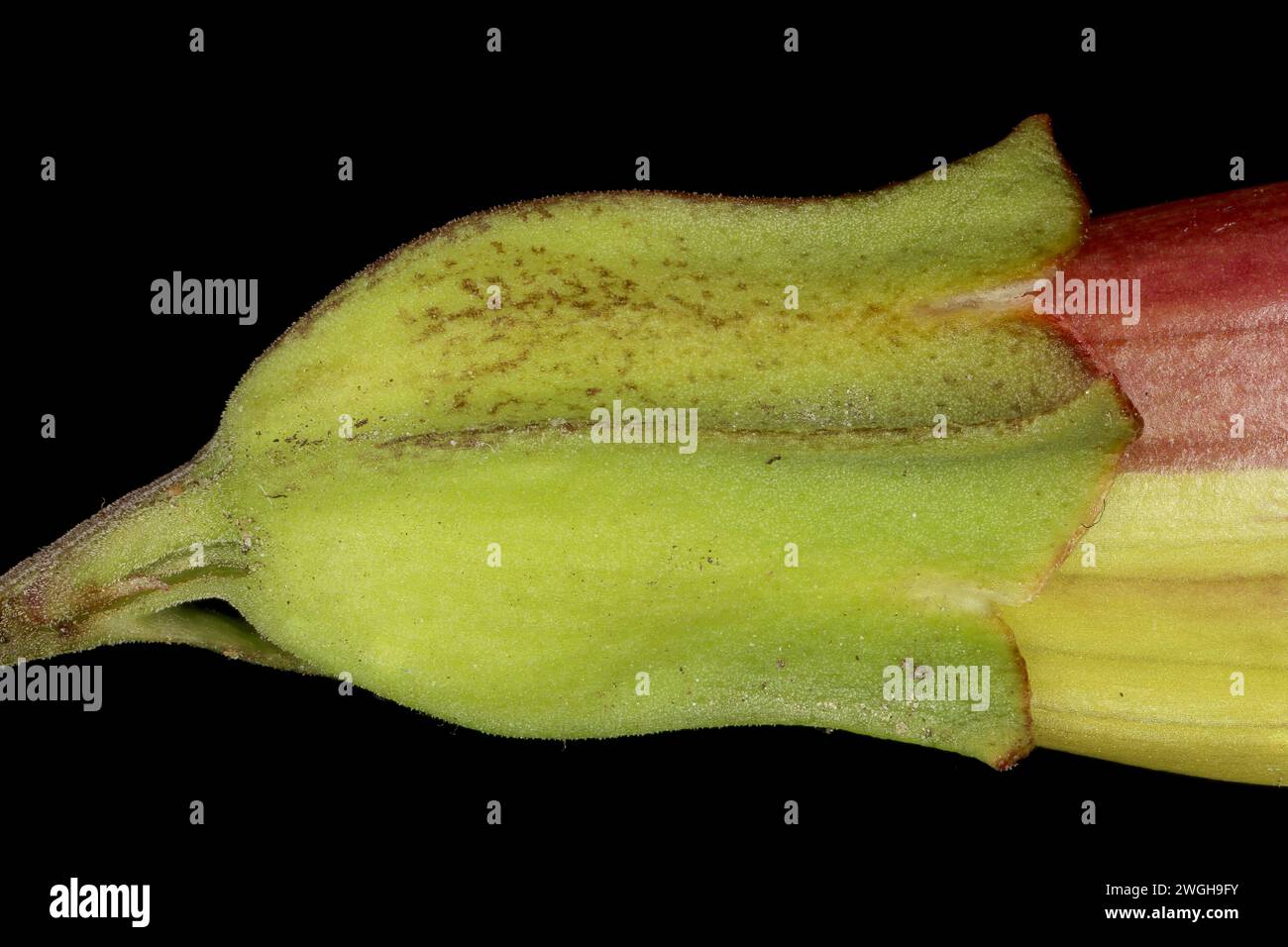 Hardy Gloxinia (Incarvillea delavayi). Calyx Closeup Stock Photo