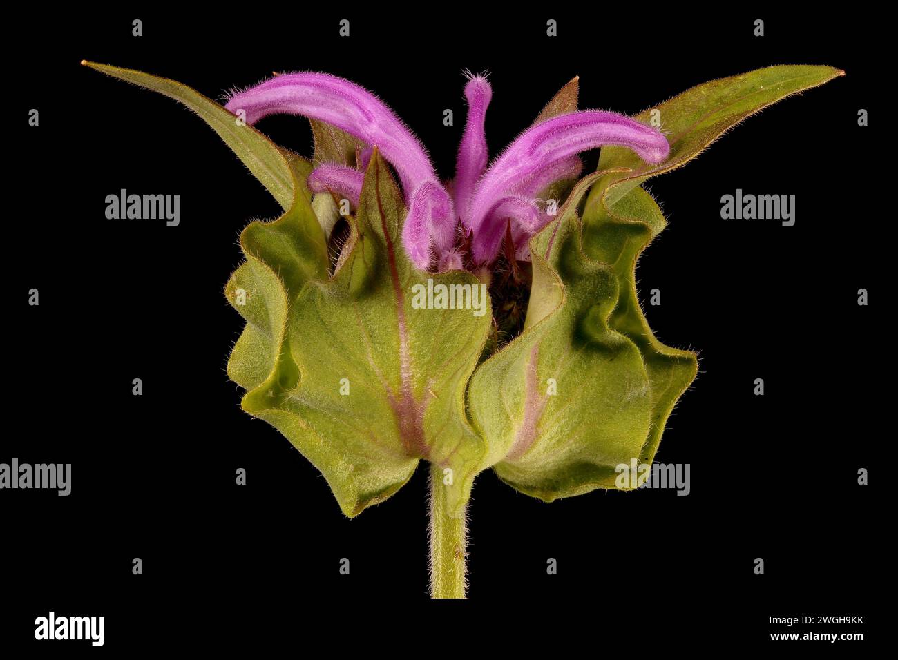 Wild Bergamot (Monarda fistulosa). Inflorescence Closeup Stock Photo
