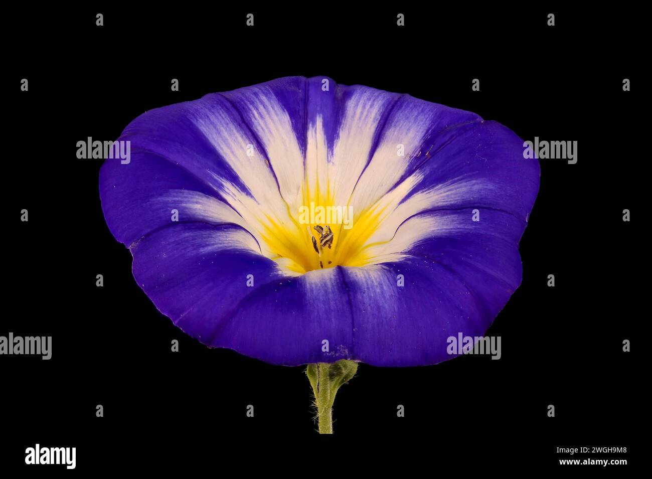 Dwarf Morning-Glory (Convolvulus tricolor). Flower Closeup Stock Photo