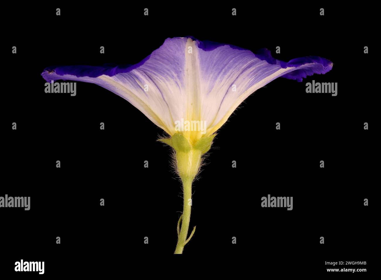 Dwarf Morning-Glory (Convolvulus tricolor). Flower Closeup Stock Photo