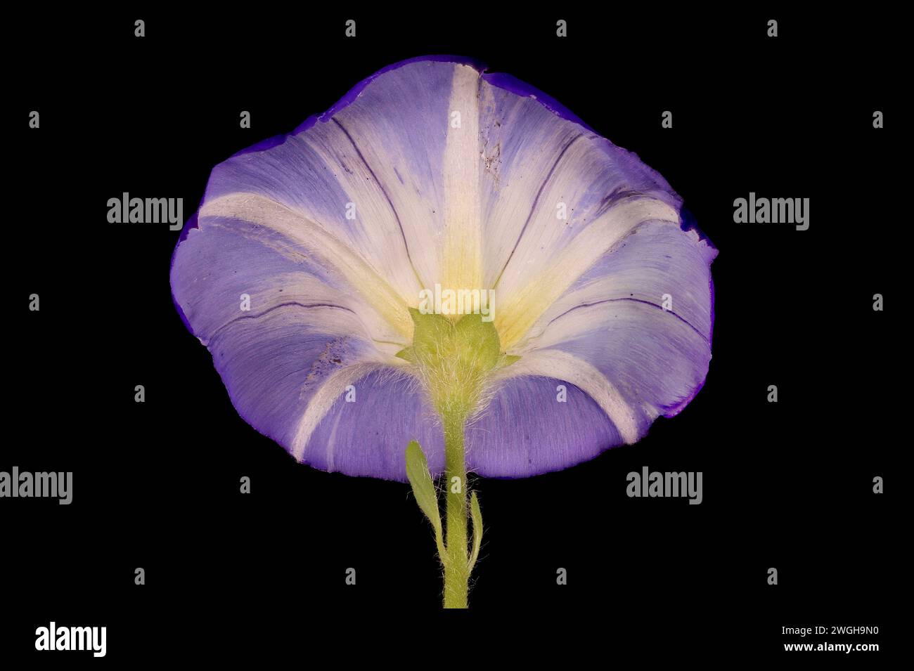 Dwarf Morning-Glory (Convolvulus tricolor). Flower Closeup Stock Photo