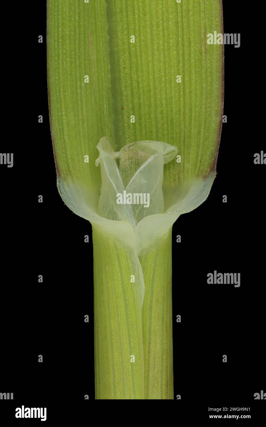 Canary Grass (Phalaris canariensis). Ligule and Leaf Sheath Closeup Stock Photo