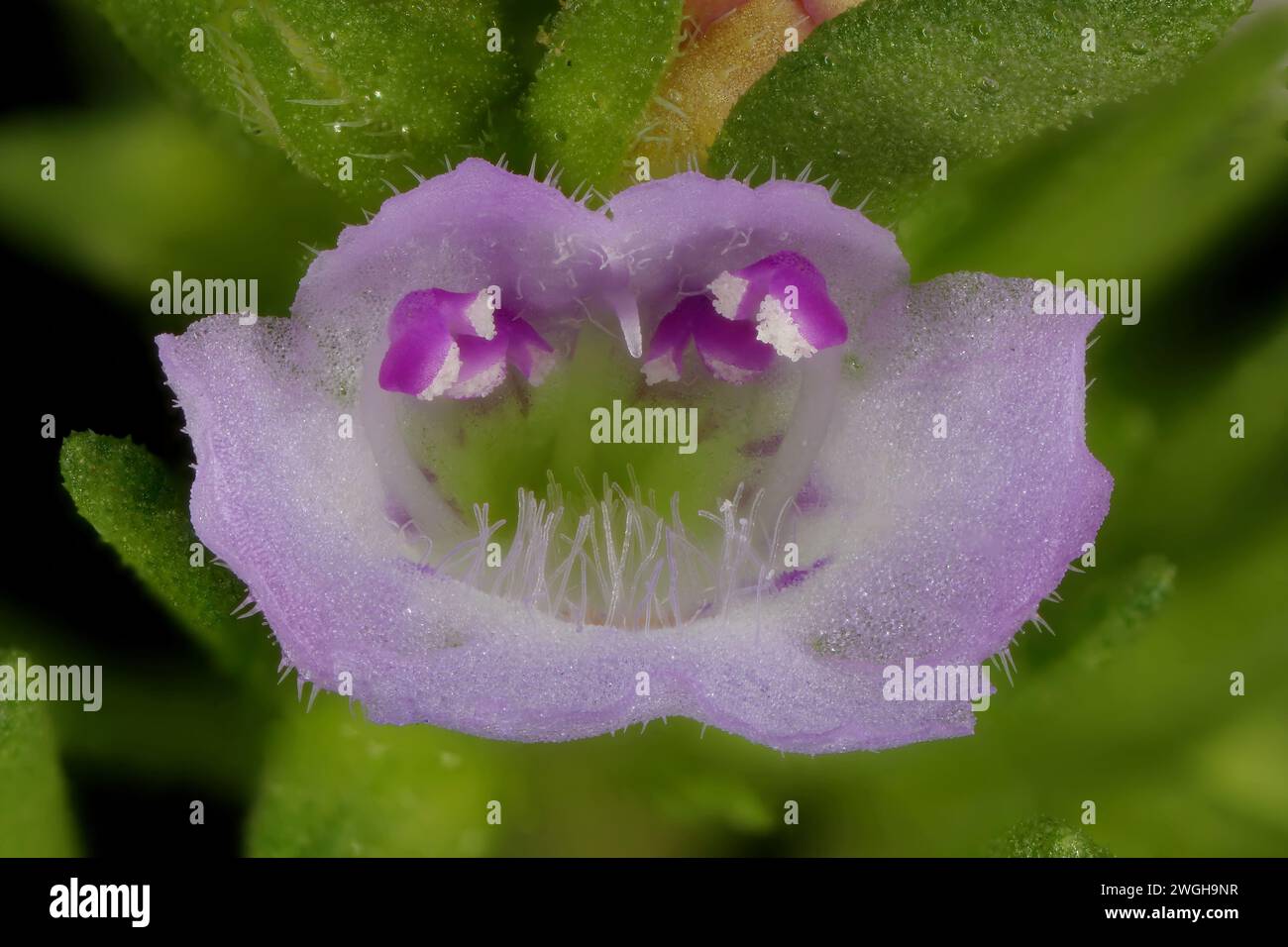 Summer Savory (Satureja hortensis). Flower Closeup Stock Photo