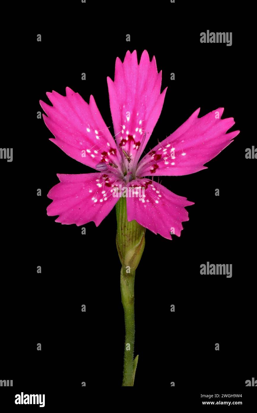 Maiden Pink (Dianthus deltoides). Flower Closeup Stock Photo