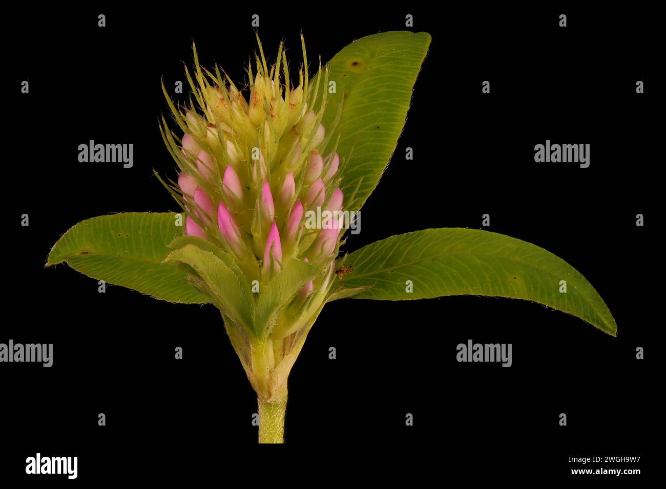 Zigzag Clover (Trifolium medium). Immature Capitulum Closeup Stock Photo