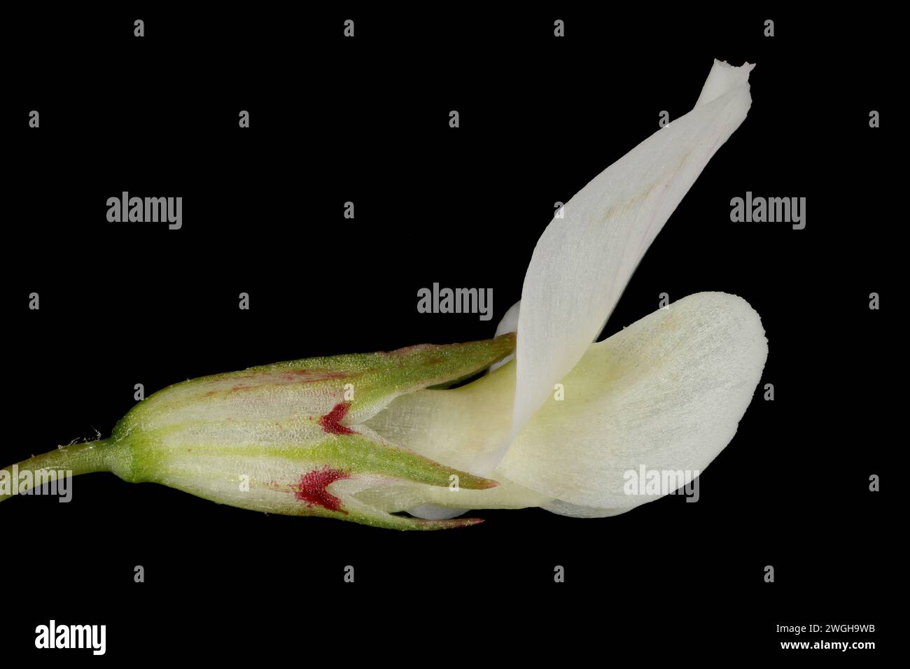 White Clover (Trifolium repens). Flower Closeup Stock Photo