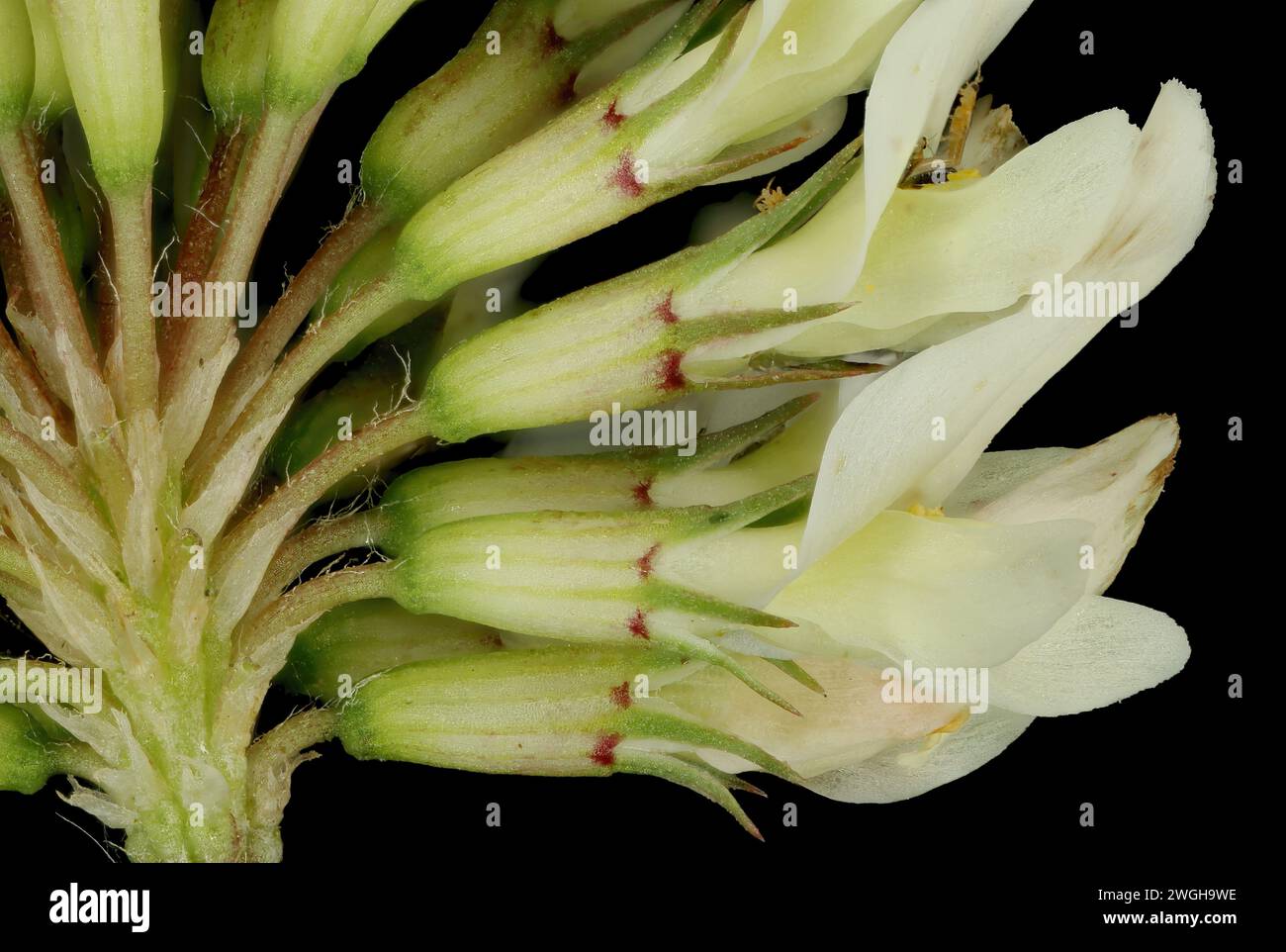 White Clover (Trifolium repens). Flowering Capitulum Detail Closeup Stock Photo