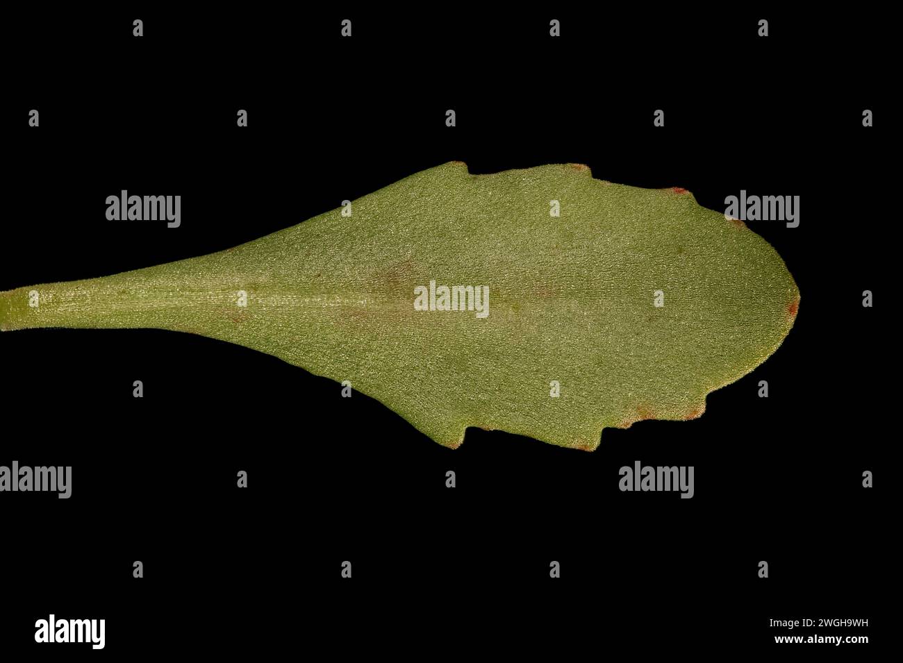Kamchatka Stonecrop (Phedimus kamtschaticus). Leaf Closeup Stock Photo