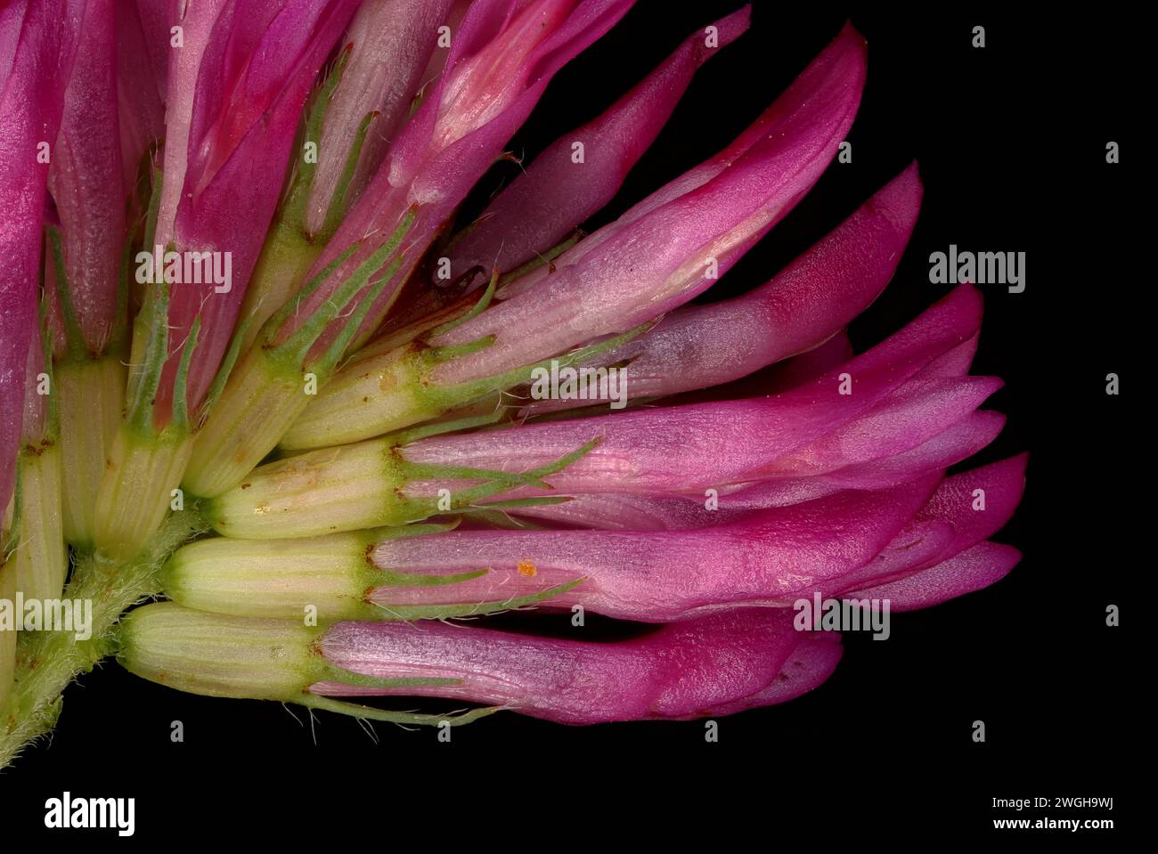 Zigzag Clover (Trifolium medium). Flowering Capitulum Detail Closeup Stock Photo