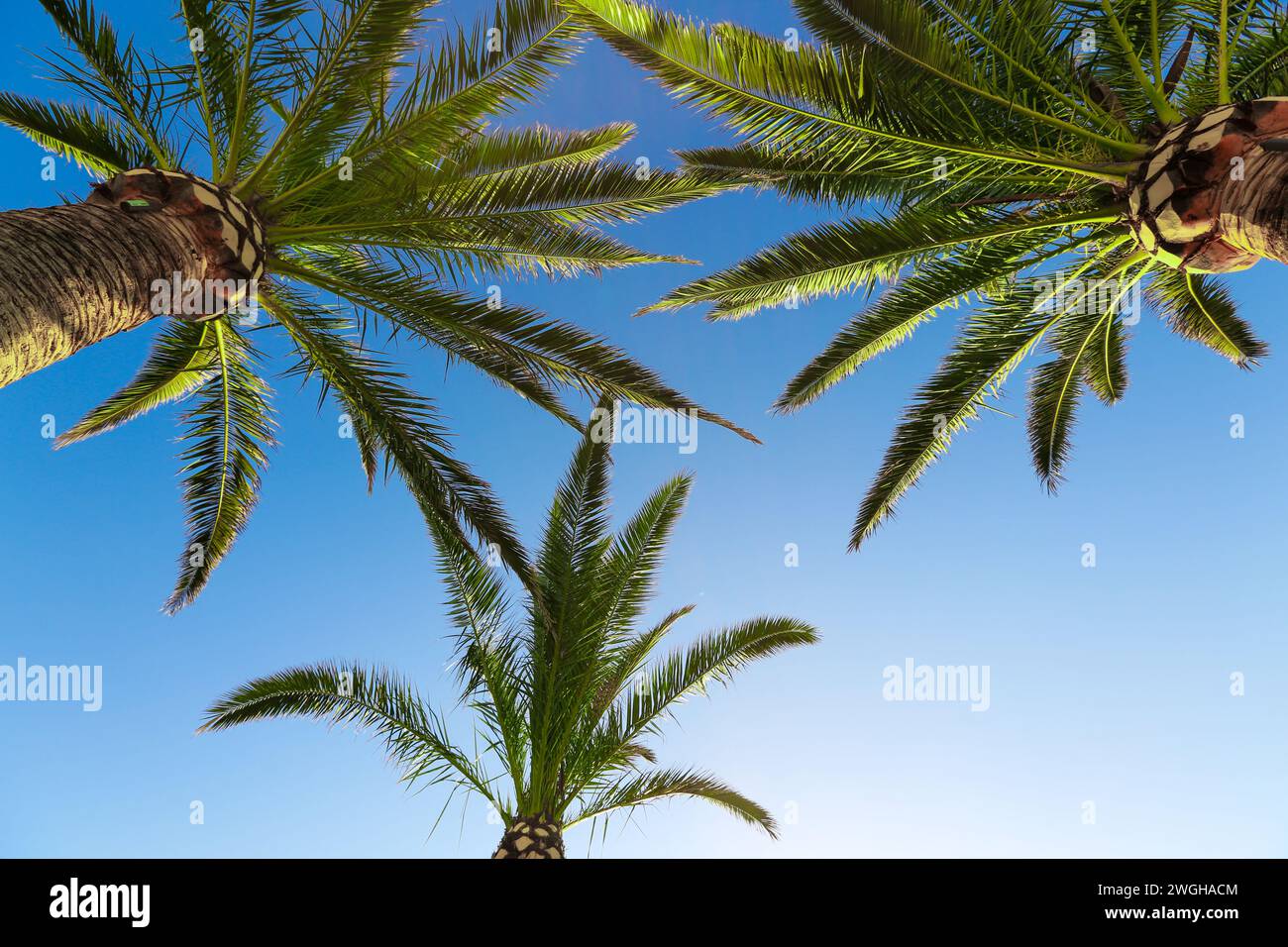 Low angle lush palm trees hi-res stock photography and images - Alamy