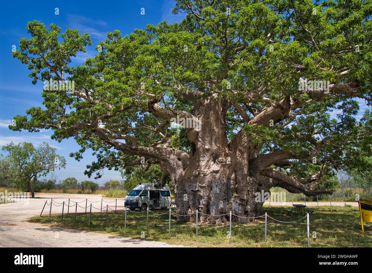 Campervan parked in the shade of a giant baobab tree, Derby, Western Australia, a 1500 year old, hollow Adansonia gregorii. Stock Photo