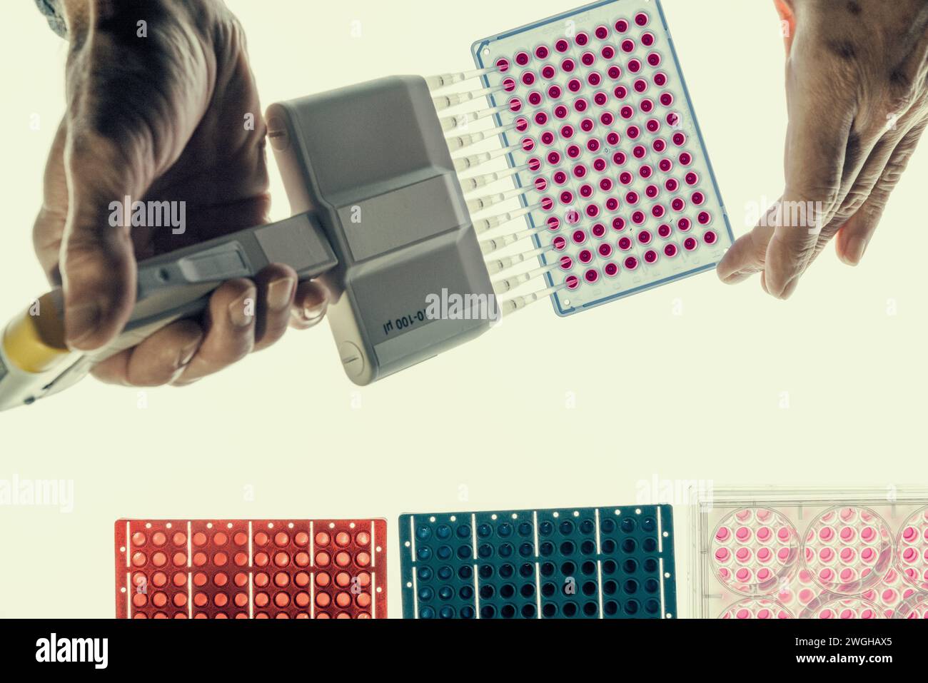 Scientist using micropipette or multi pipette in sample preparation for bioassay of in vitro cells on microplate, 96 well. Stock Photo
