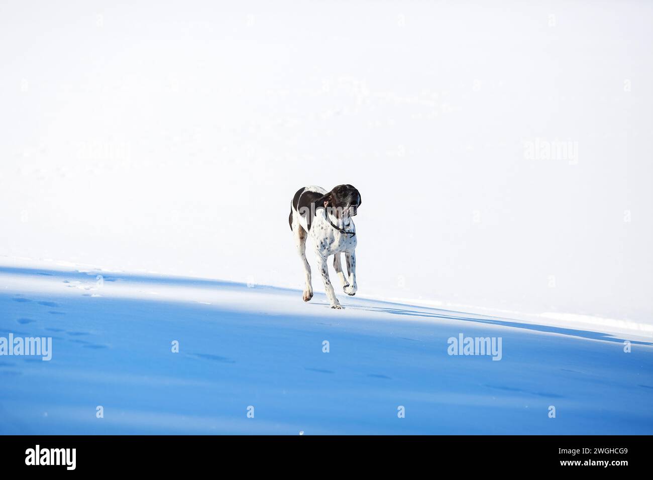 Dog english pointer running on the snow in the spring Stock Photo - Alamy