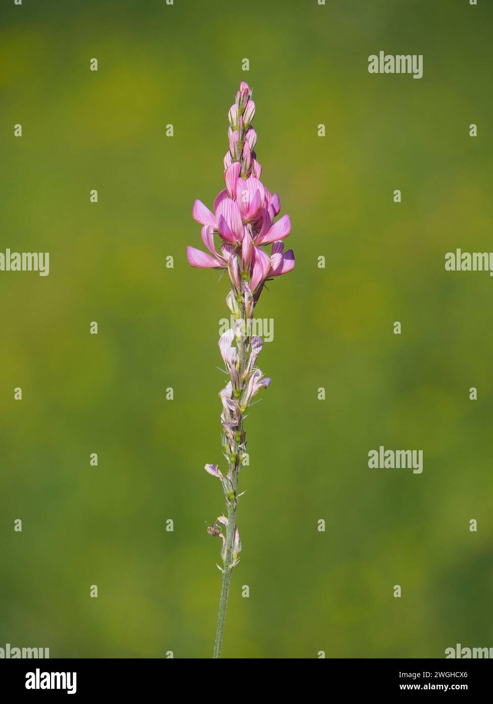 Common sainfoin flower, Onobrychis viciifolia Stock Photo