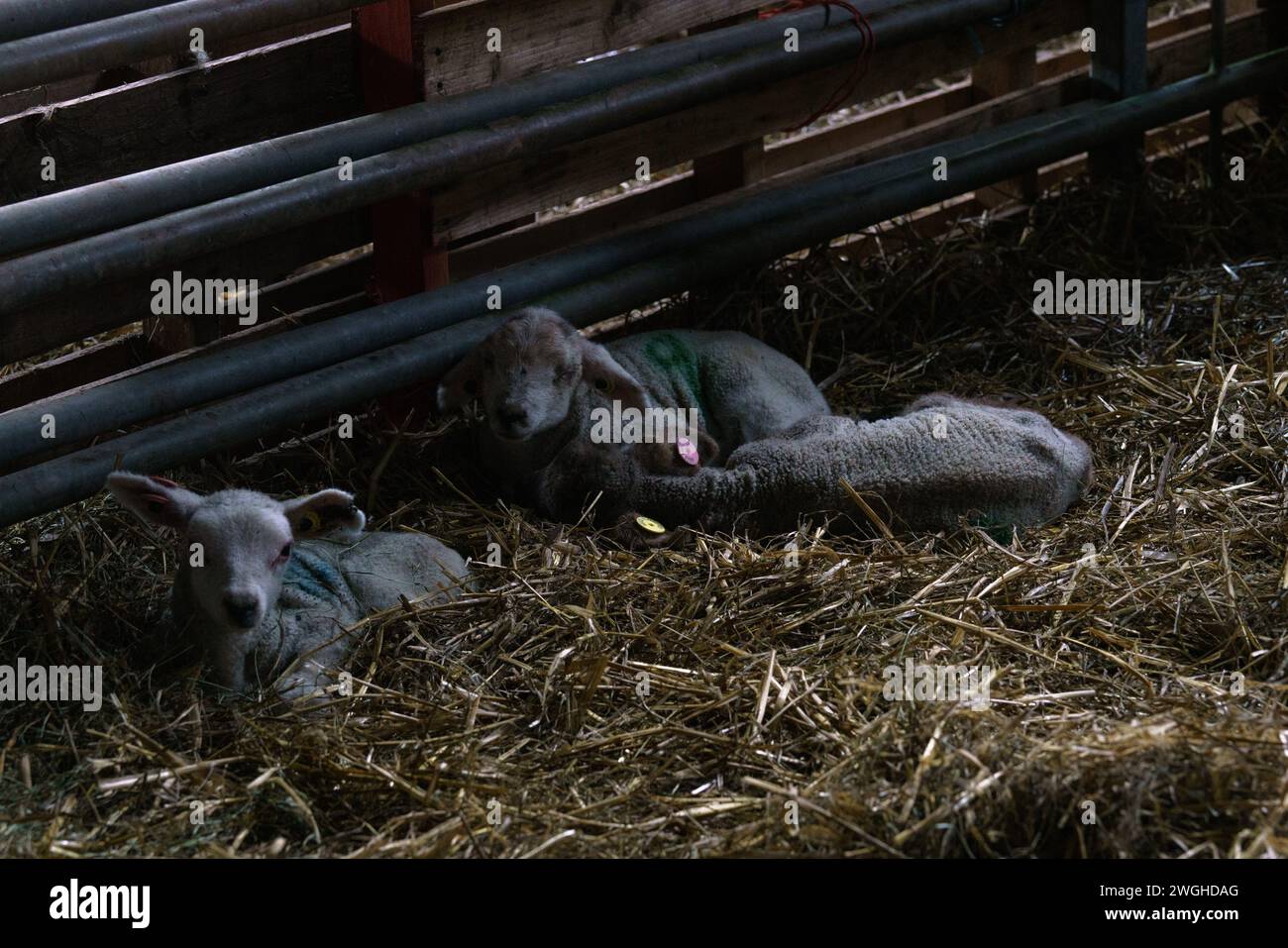 5th February, 2024. Raglan Farm, Raglan, Monmouthshire. Lambing season ...