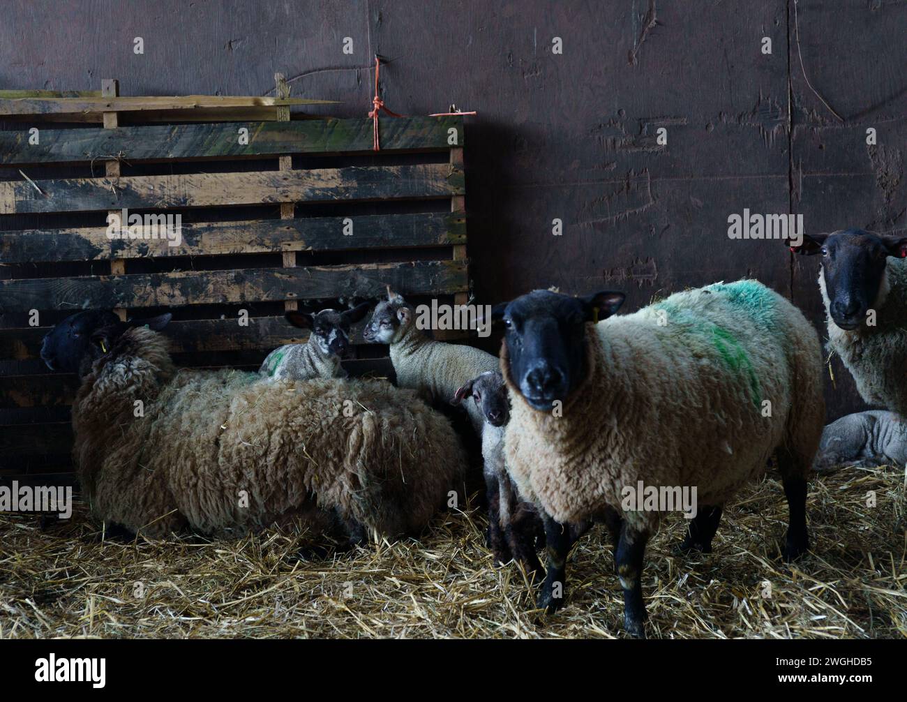 Born this way season hi-res stock photography and images - Alamy