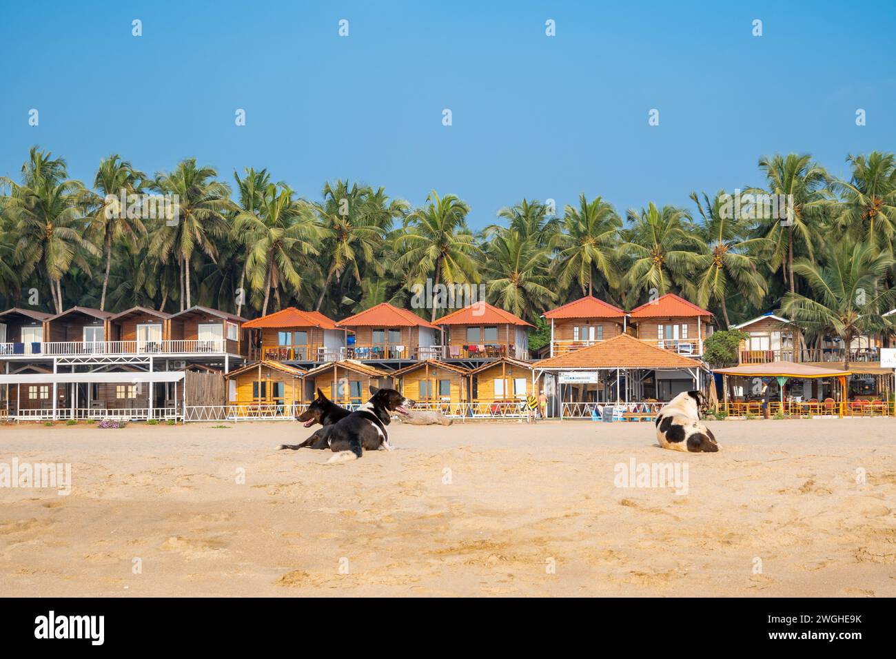 Agonda, Goa, India, Landscape with dogs and bungalow houses on the beach, Editorial only. Stock Photo