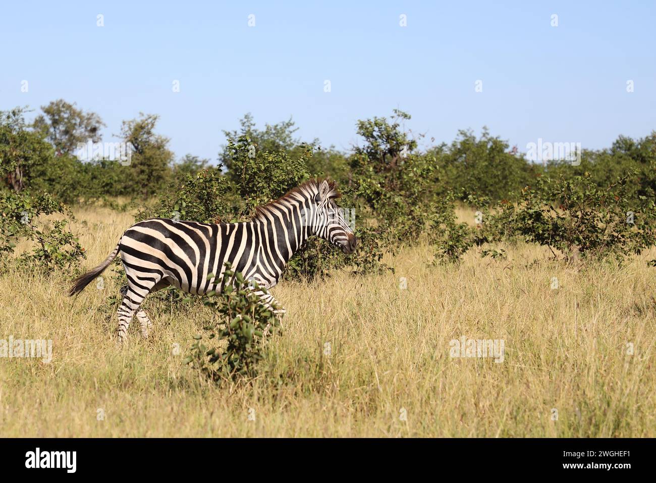 Steppenzebra / Burchell's zebra / Equus quagga burchellii Stock Photo ...