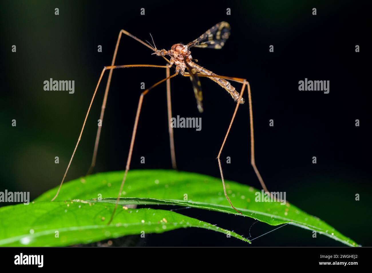 Crane fly (Family Tipulidae) from Bosque de Paz, Costa Rica. Stock Photo