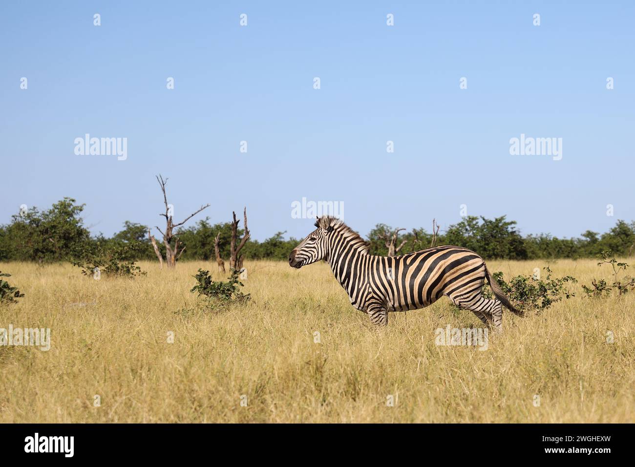 Steppenzebra / Burchell's zebra / Equus quagga burchellii Stock Photo ...