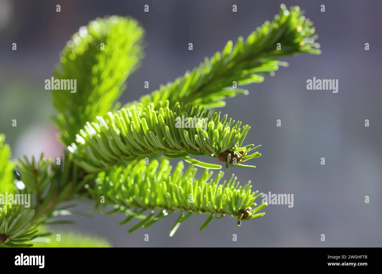 Nordmann fir or Abies nordmanniana branch, shallow depth of field Stock Photo