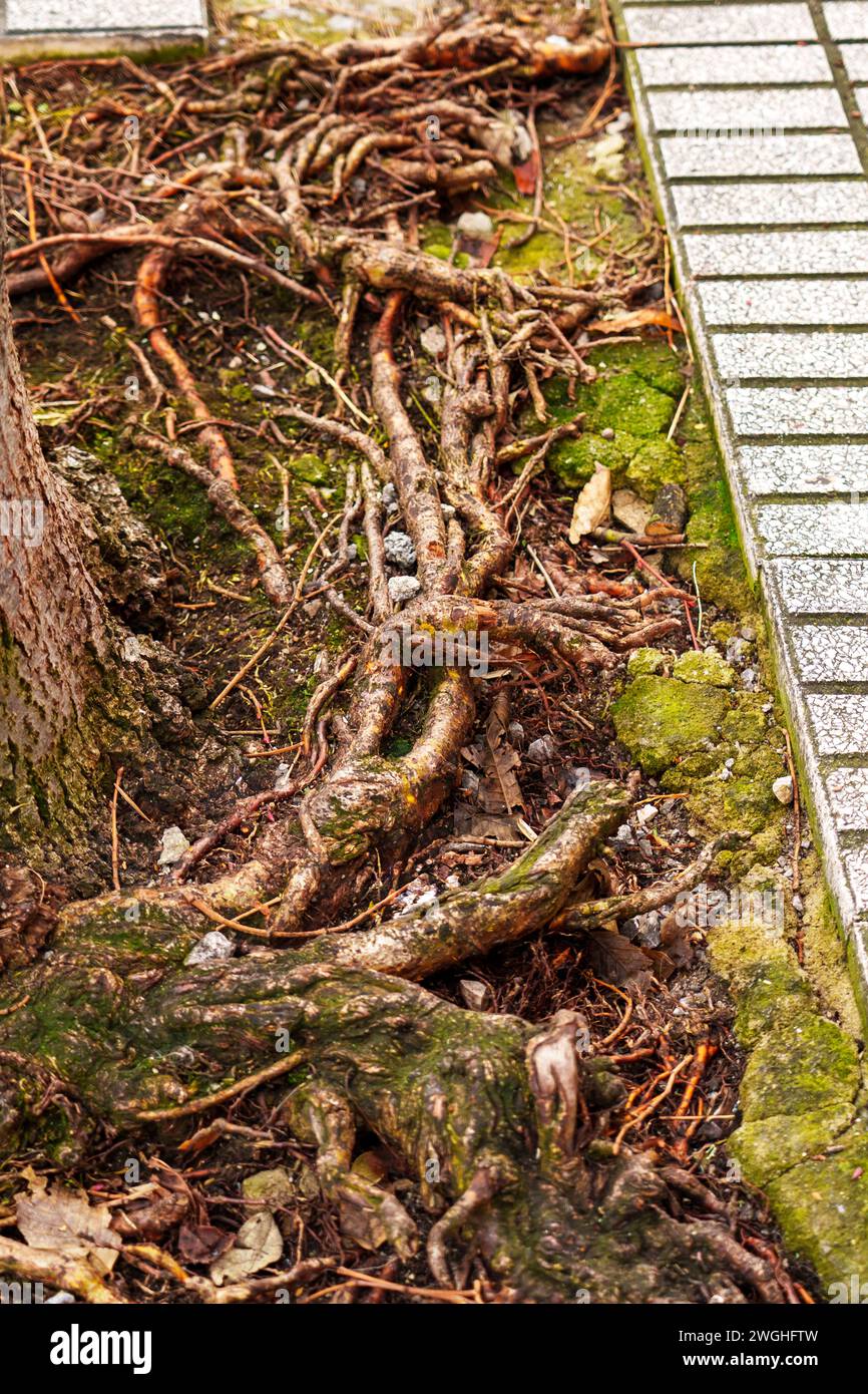 Tangly Roots Tangled tree roots grow within the stone frame of a sidewalk ...