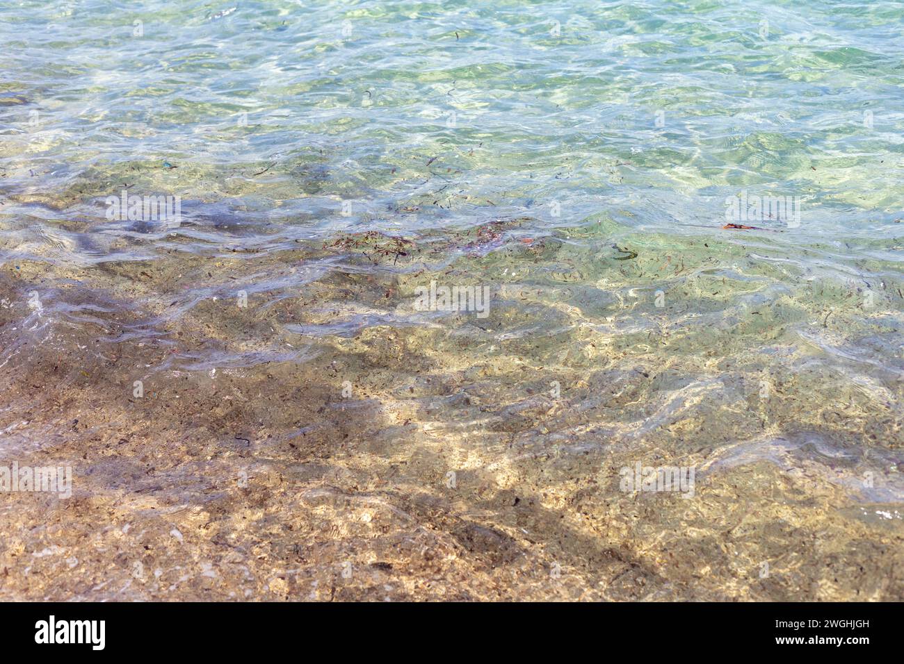 dirty ocean water with algae and micro plastics Stock Photo
