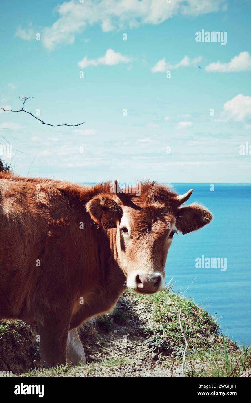 Basque fauna hi-res stock photography and images - Alamy