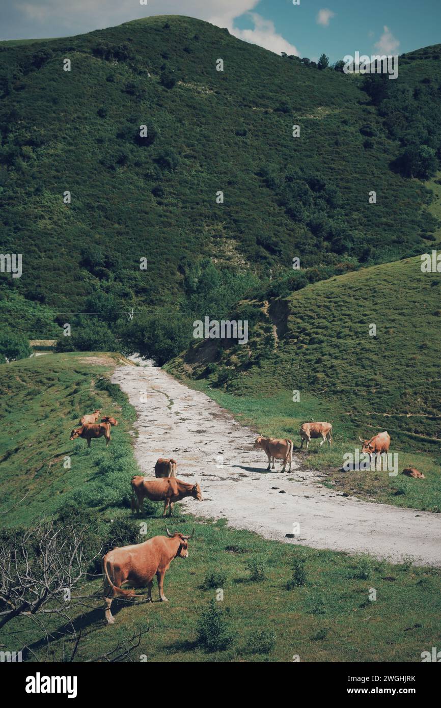 Basque fauna hi-res stock photography and images - Alamy