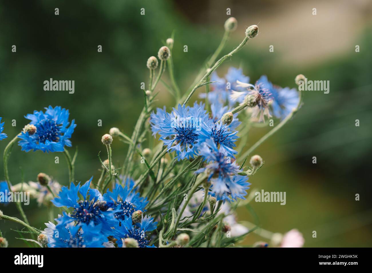 Cornflowers in blue, purple, pink, burgundy. Stock Photo