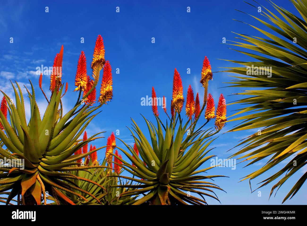 flowering aloe vera (Aloe vera), La Palma, Canary Islands, Spain Stock Photo