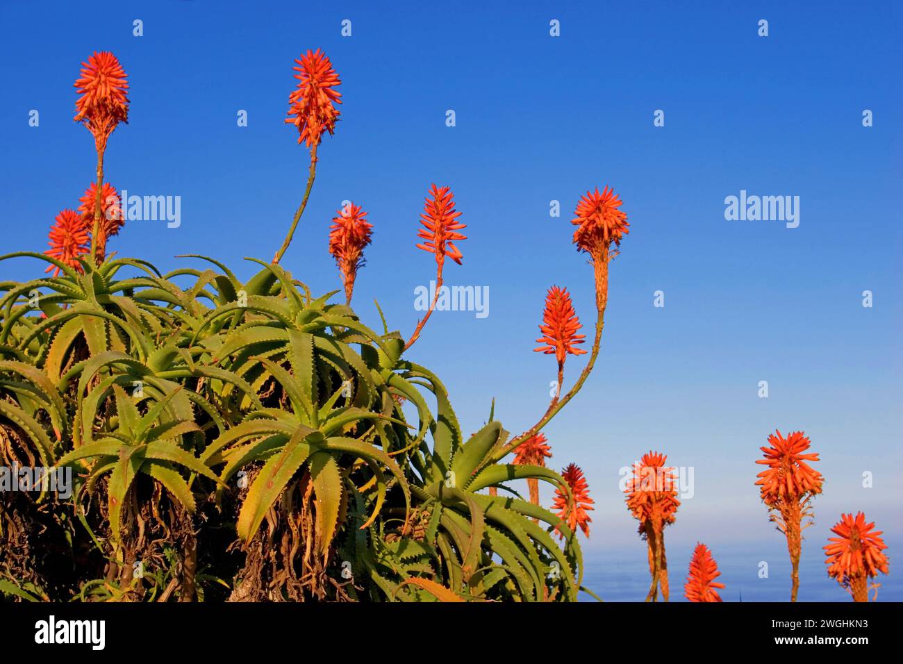 flowering aloe vera (Aloe vera), La Palma, Canary Islands, Spain Stock Photo