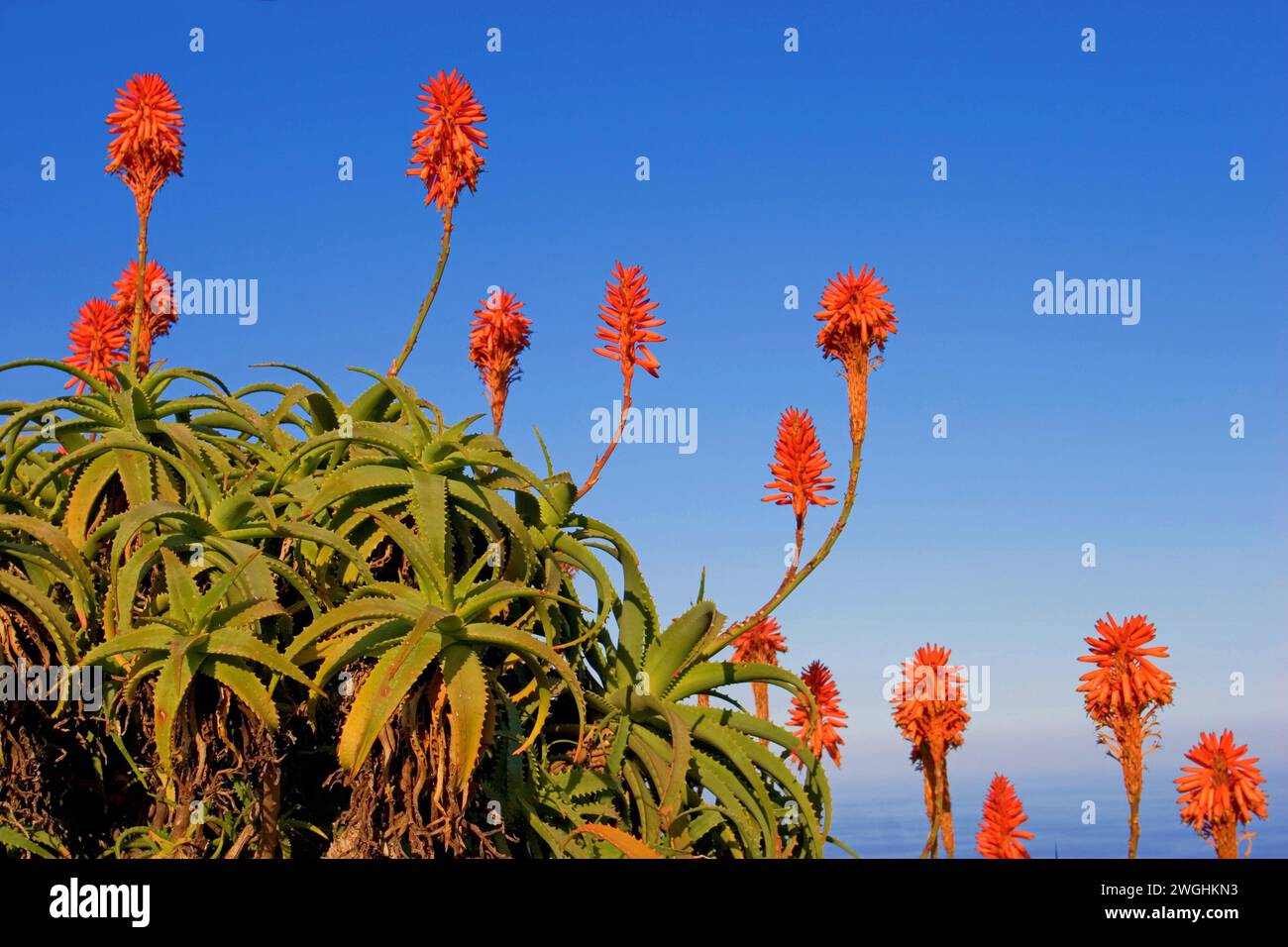 Aloe vera plant in spanish hi-res stock photography and images - Alamy