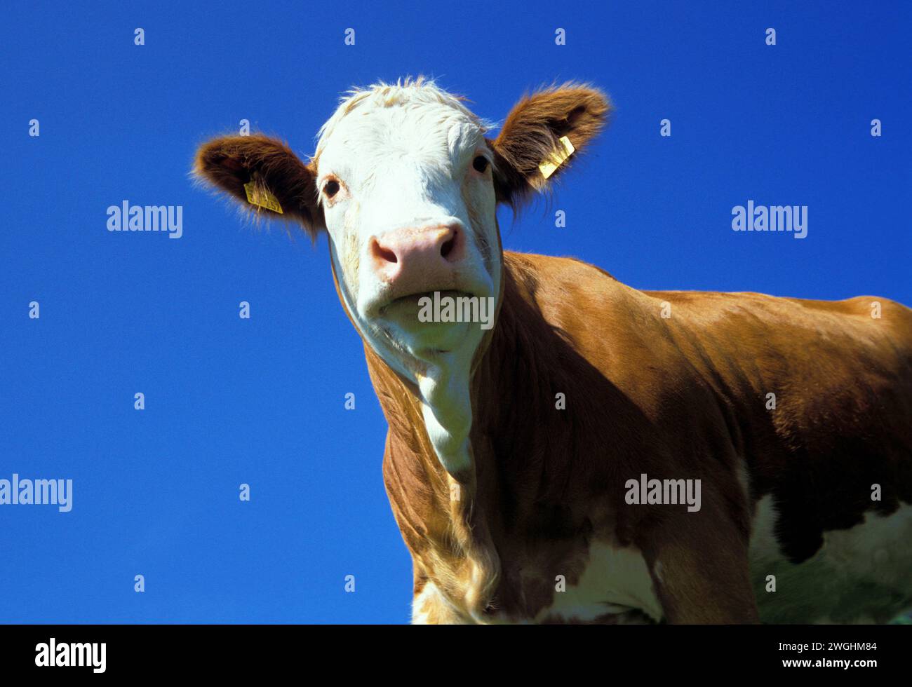a cow looks down on me from above, Upper Bavaria, Germany Stock Photo