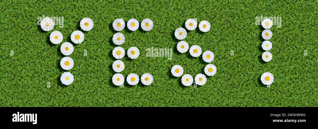 the word yes written with daisy (Bellis Perennis) Stock Photo
