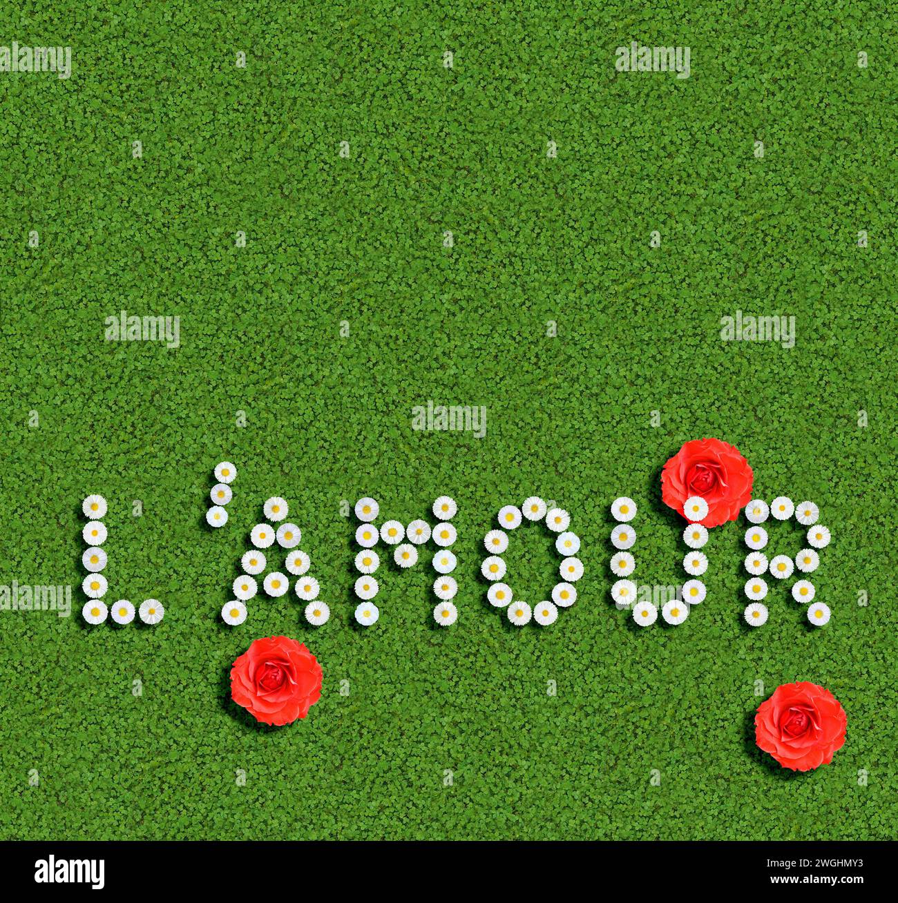 the French word amour, love, written with daisies (Bellis Perennis) Stock Photo