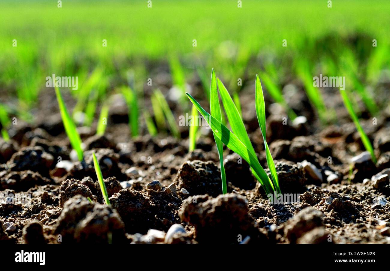 Cereal crop beginning grow hi-res stock photography and images - Alamy