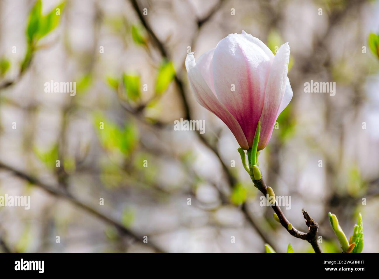 closeup of blooming magnolia flower. soulangeana tree in full blossom on a sunny day in spring Stock Photo