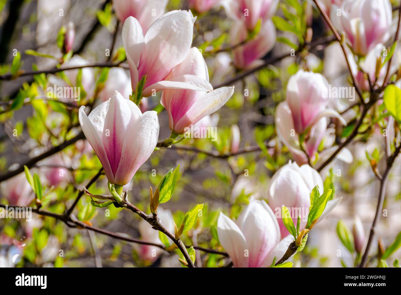 closeup of magnolia tree branches in full blossom. beautiful nature background in spring Stock Photo